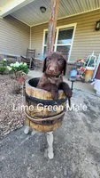 Lime Green Male, a male Curly-Coated Retriever for sale in Ozark, AR – 1 of 1