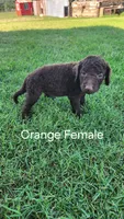 Orange Female, a female Curly-Coated Retriever for sale in Ozark, AR – 3 of 5