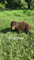 Gray male, a male Curly-Coated Retriever for sale in Ozark, AR – 3 of 3