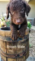 Brown Male, a male Curly-Coated Retriever for sale in Ozark, AR – 1 of 2