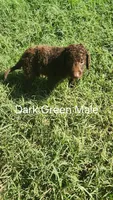 Dark Green Male, a male Curly-Coated Retriever for sale in Ozark, AR – 2 of 2