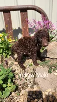 Yellow Male, a male Curly-Coated Retriever for sale in Ozark, AR – 2 of 4