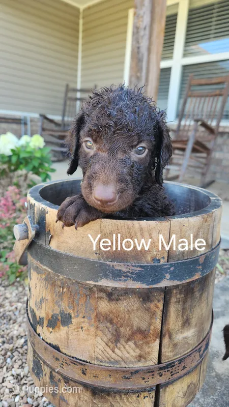 Yellow Male – Curly-Coated Retriever puppy for sale in Ozark, AR