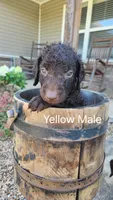 Yellow Male, a male Curly-Coated Retriever for sale in Ozark, AR – 1 of 4