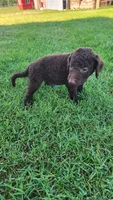 Orange Female, a female Curly-Coated Retriever for sale in Ozark, AR – 2 of 5