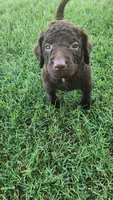 Orange Female, a female Curly-Coated Retriever for sale in Ozark, AR – 5 of 5