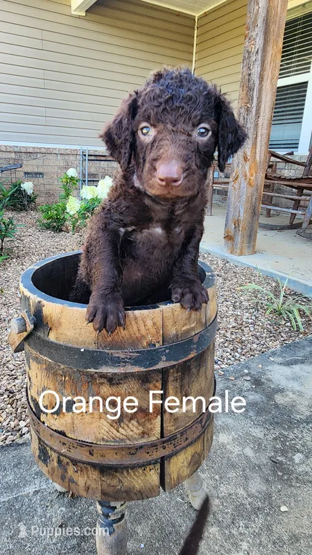 Orange Female – Curly-Coated Retriever puppy for sale in Ozark, AR