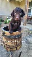 Orange Female, a female Curly-Coated Retriever for sale in Ozark, AR – 1 of 5