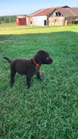 Orange Female, a female Curly-Coated Retriever for sale in Ozark, AR – 4 of 5