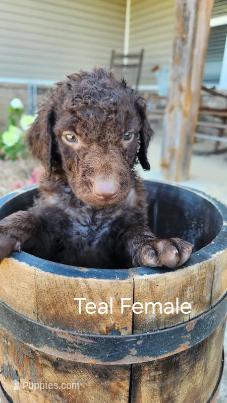 Teal Female – Curly-Coated Retriever puppy for sale in Ozark, AR