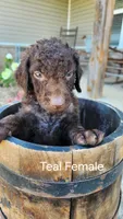 Teal Female, a female Curly-Coated Retriever for sale in Ozark, AR – 1 of 5