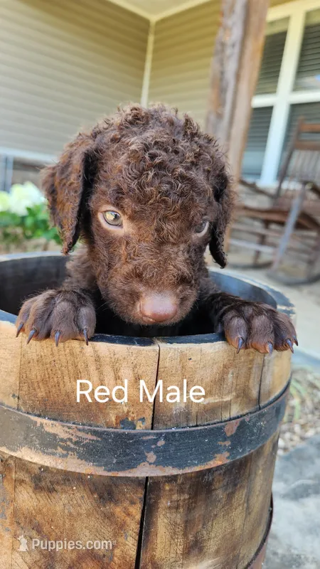 Red Male – Curly-Coated Retriever puppy for sale in Ozark, AR
