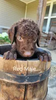 Red Male, a male Curly-Coated Retriever for sale in Ozark, AR – 1 of 3