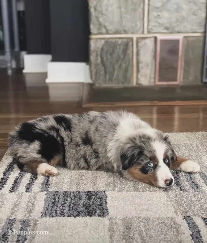 Halo  – Australian Shepherd puppy for sale in Coatesville, PA