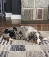 Halo , a female Australian Shepherd for sale in Coatesville, PA – 1 of 6