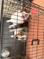Halo , a female Australian Shepherd for sale in Coatesville, PA – 3 of 6