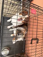 Halo , a female Australian Shepherd for sale in Coatesville, PA – 5 of 6