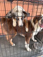 Halo , a female Australian Shepherd for sale in Coatesville, PA – 4 of 6