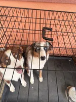 Halo , a female Australian Shepherd for sale in Coatesville, PA – 6 of 6