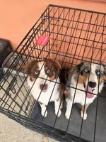Halo , a female Australian Shepherd for sale in Coatesville, PA – 2 of 6