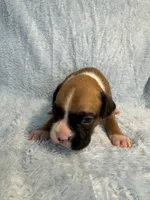 Akc puppy 3, a male Boxer for sale in Rochelle, GA – 1 of 5