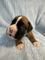 Akc puppy 1, a male Boxer for sale in Rochelle, GA – 4 of 5