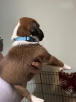 Akc boy 1, a male Boxer for sale in Rochelle, GA – 3 of 5