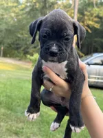Akc puppy 4, a male Boxer for sale in Rochelle, GA – 2 of 9