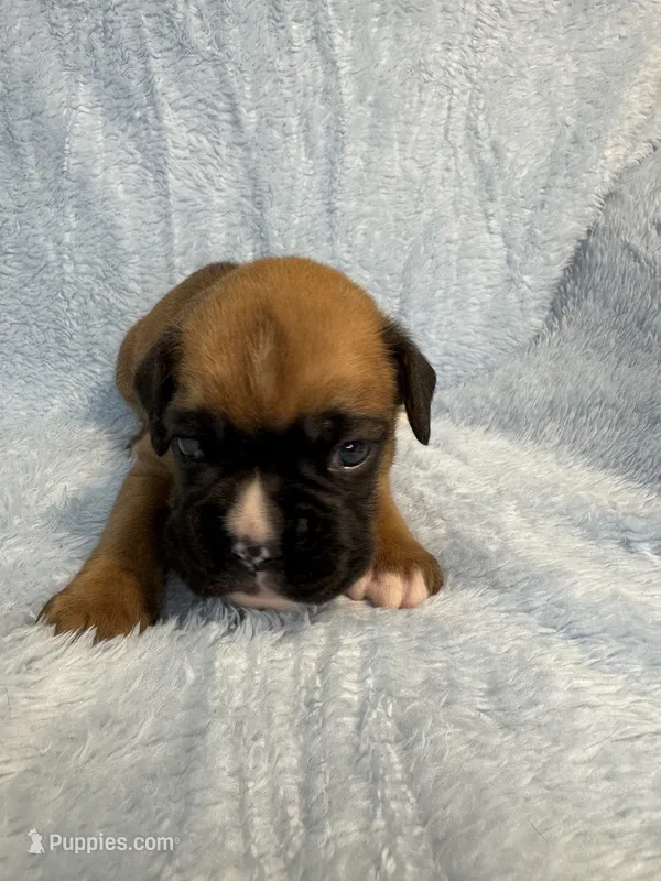 Akc puppy 2 – Boxer puppy for sale in Rochelle, GA
