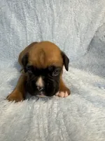 Akc puppy 2, a male Boxer for sale in Rochelle, GA – 1 of 5