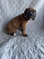 Boxer pup 4, a female Boxer for sale in Rochelle, GA – 4 of 4