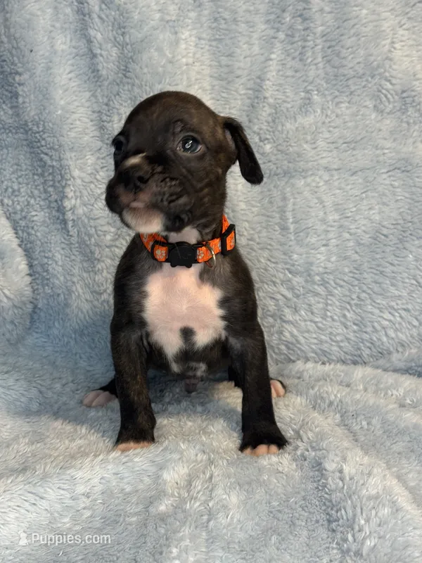 Akc puppy 4 – Boxer puppy for sale in Rochelle, GA