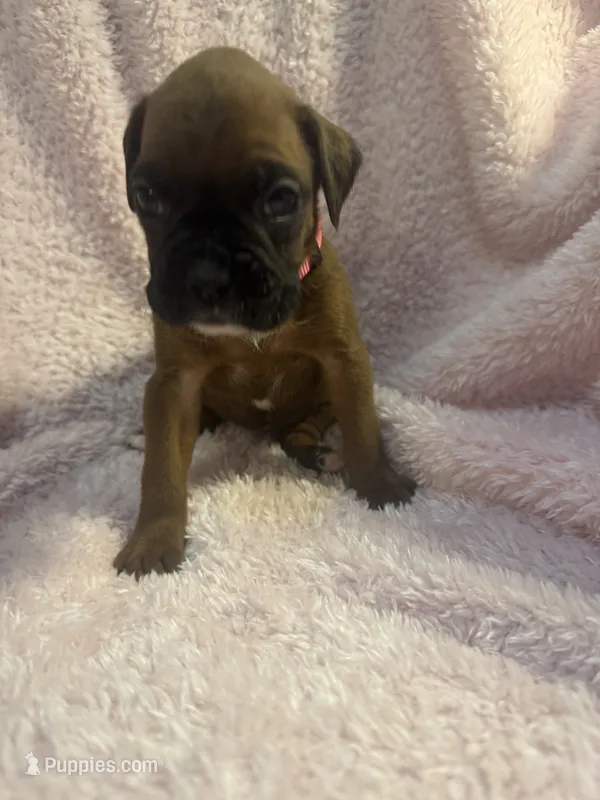 Akc girl 1 – Boxer puppy for sale in Rochelle, GA