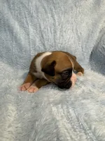 Akc puppy 3, a male Boxer for sale in Rochelle, GA – 3 of 5