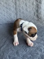 Akc puppy 1, a male Boxer for sale in Rochelle, GA – 2 of 4