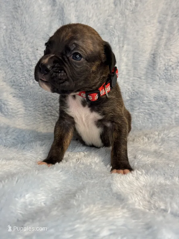Akc puppy 5 – Boxer puppy for sale in Rochelle, GA