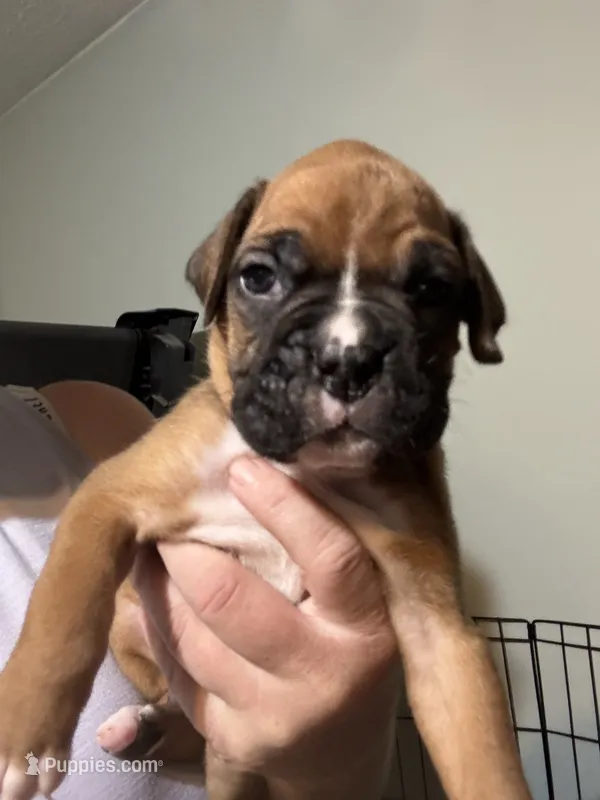 Akc boy 2 – Boxer puppy for sale in Rochelle, GA