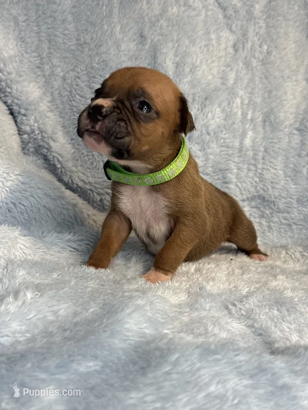 Akc puppy 11 – Boxer puppy for sale in Rochelle, GA