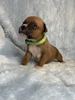 Akc puppy 11, a male Boxer for sale in Rochelle, GA – 1 of 4