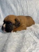 Akc puppy 2, a male Boxer for sale in Rochelle, GA – 5 of 5