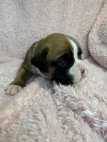 Akc puppy 5, a female Boxer for sale in Rochelle, GA – 3 of 5