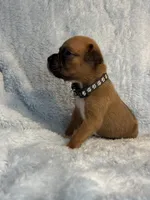 Akc puppy 10, a male Boxer for sale in Rochelle, GA – 2 of 4