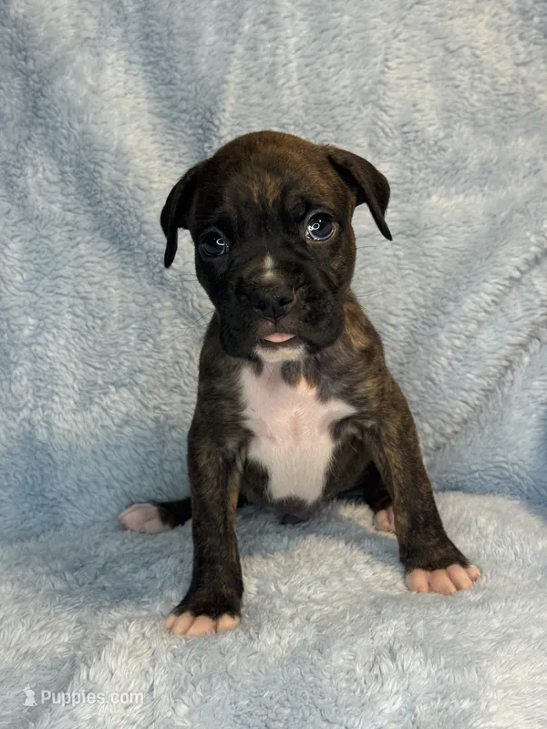Akc puppy 5 – Boxer puppy for sale in Rochelle, GA
