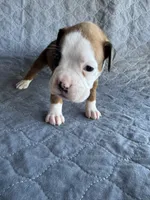 Akc puppy 3, a female Boxer for sale in Rochelle, GA – 4 of 4