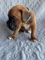 Boxer pup 1, a male Boxer for sale in Rochelle, GA – 4 of 4