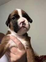 Akc boy 1, a male Boxer for sale in Rochelle, GA – 1 of 5