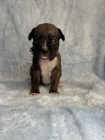 Akc puppy 7, a male Boxer for sale in Rochelle, GA – 3 of 4