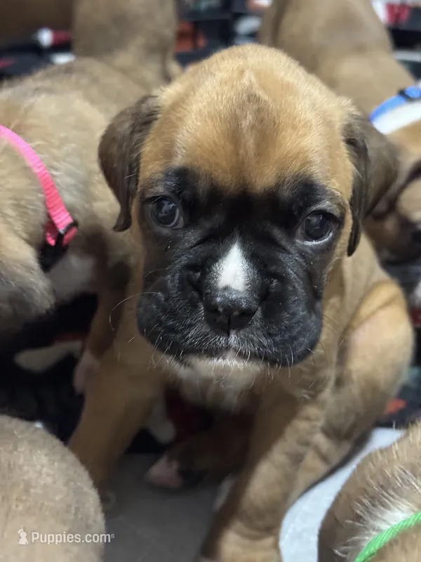 Akc puppy 2 – Boxer puppy for sale in Rochelle, GA