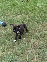 Akc puppy 4, a male Boxer for sale in Rochelle, GA – 5 of 9