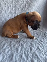 Boxer pup 1, a male Boxer for sale in Rochelle, GA – 3 of 4